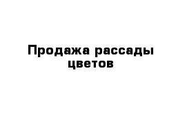 Продажа рассады цветов